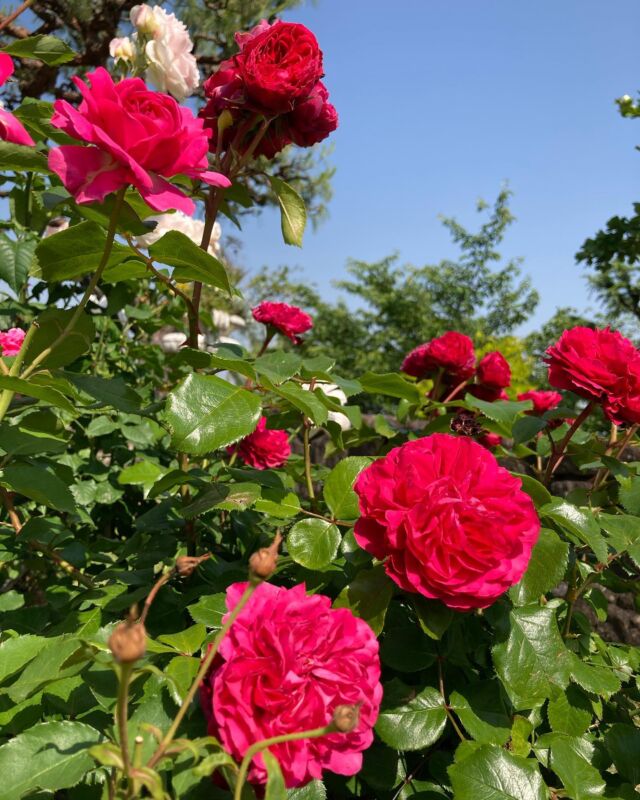 とてもいい天気ですね。

バラが見頃です。
その他にもたくさんの花が咲いています。
どうぞお越しください。

#バラ　#見頃　#いい天気　#ヴォーリズ建築　#登録有形文化財　#高碕記念館　#since1923　#公開　#見学　#予約　#無料
#宝塚 #植物 #お花のある暮らし #flower  #宝塚市 #たからづか #たからづかな生活 #takarazuka #風景 
#followme