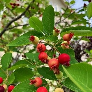 ブログ「記念館スタッフのひとり言」を更新しました。
　タイトル「ジューンベリー」
#高碕記念館 　#国登録有形文化財 　#ヴォーリズ建築　#ジューンベリー 　#宝塚市　#雲雀丘花屋敷　#徒歩7分　#ブログ更新 　#駅近 　#無料