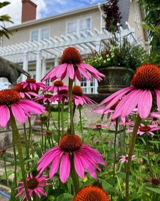 ブログ「記念館スタッフのひとり言」を更新しました。
　タイトル「紫馬簾菊」

#高碕記念館　#国登録有形文化財　#ヴォーリズ建築　#紫馬簾菊 　#宝塚市　#雲雀丘花屋敷　#徒歩7分　#ブログ更新　#駅近　#無料