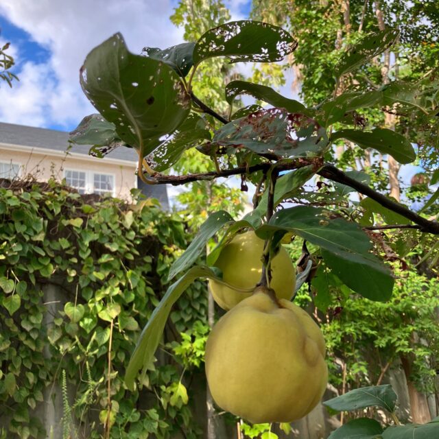 ブログ「記念館スタッフのひとり言」を更新しました。
　タイトル「マルメロ」
#高碕記念館 #ヴォーリズ建築 #国登録有形文化財 #企画展 #ブログ更新 #無料 #予約　 #展示 #宝塚市 #雲雀丘花屋敷　#マルメロ　＃手作りジャム