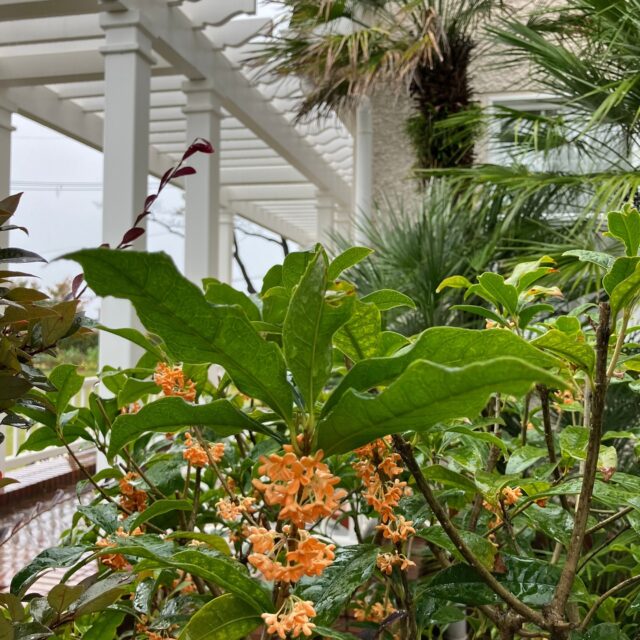 ブログ「記念館スタッフのひとり言」を更新しました。
　タイトル「金木犀（キンモクセイ）」

#高碕記念館 #ヴォーリズ建築 #国登録有形文化財 #企画展 #ブログ更新 #無料 #予約　 #展示 #宝塚市 #雲雀丘花屋敷　#金木犀　#キンモクセイ