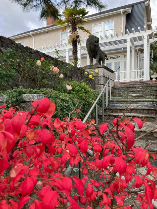 ブログ「記念館スタッフのひとり言」を更新しました。
　タイトル「ニシキギ」

#高碕記念館 #ヴォーリズ建築 #国登録有形文化財 #企画展 #ブログ更新 #無料 #予約　 #展示 #宝塚市 #雲雀丘花屋敷　#ニシキギ　#サザンカ