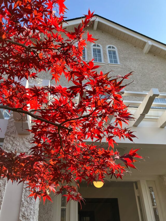 ブログ「記念館スタッフのひとり言」を更新しました。
　タイトル「もみじ」

#高碕記念館 #ヴォーリズ建築 #国登録有形文化財 #企画展 #ブログ更新 #無料 #予約　 #展示 #宝塚市 #雲雀丘花屋敷 #紅葉スポット #もみじ #ドウダンツツジ #ハナミズキ