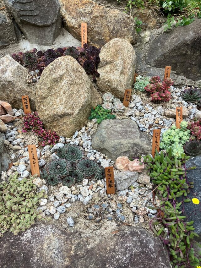 ブログ「記念館スタッフのひとり言」を更新しました。
　タイトル「多肉植物」

#高碕記念館 #ヴォーリズ建築 #国登録有形文化財 #企画展 #ブログ更新 #無料 #予約　 #展示 #宝塚市 #雲雀丘花屋敷　#ニシキギ　#サザンカ #多肉植物