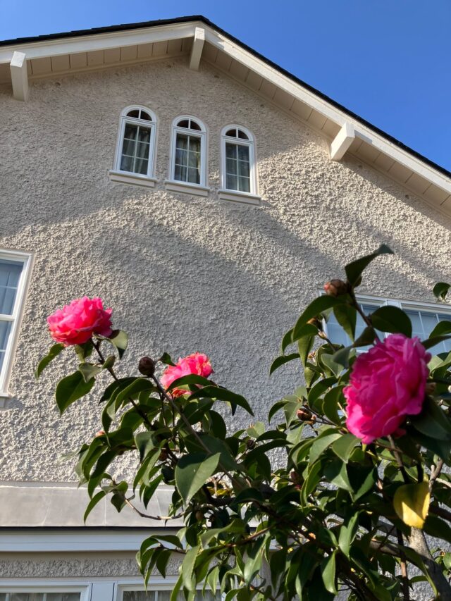 ブログ「記念館スタッフのひとり言」を更新しました。
　タイトル「ツバキ」
#高碕記念館 #ヴォーリズ建築 #国登録有形文化財 #企画展 #ブログ更新 #無料 #予約　 #展示 #宝塚市 #雲雀丘花屋敷
#ツバキ　＃パンダ