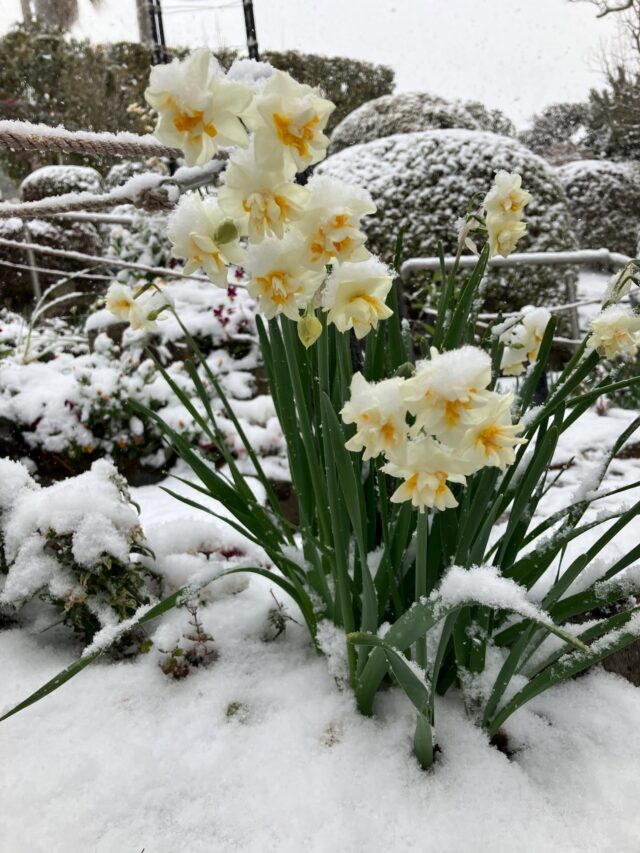 ブログ「記念館スタッフのひとり言」を更新しました。
　タイトル「スイセン」

#高碕記念館 #ヴォーリズ建築 #国登録有形文化財 #企画展 #ブログ更新 #無料 #予約　 #展示 #宝塚市 #雲雀丘花屋敷
#スイセン　#雪中花