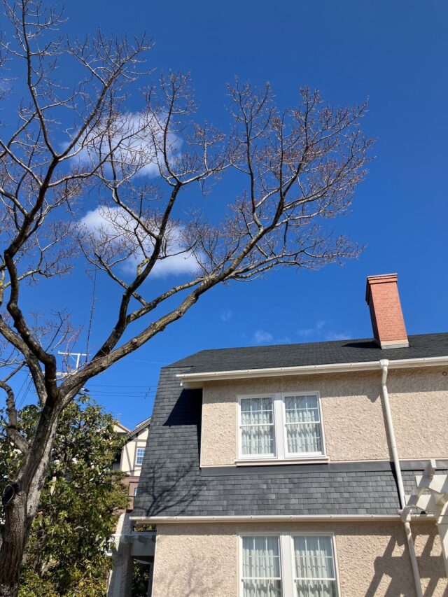 ブログ「記念館スタッフのひとり言」を更新しました。
　タイトル「春の扉」

#高碕記念館 #ヴォーリズ建築 #国登録有形文化財 #企画展 #ブログ更新 #無料 #予約　 #展示 #宝塚市 #雲雀丘花屋敷
#桜　#荘川桜　#まもなく開花　#つぼみ　#春の花