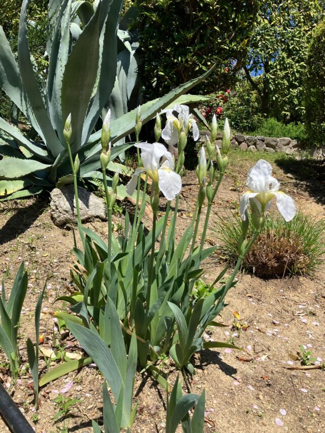 彩り豊かなお庭が楽しめます。

お庭公開：火曜日〜日曜日　10:00-16:00
お待ちしております。

#オープンガーデンフェスタ　#ヴォーリズ建築  #国登録有形文化財  #お庭　#公開