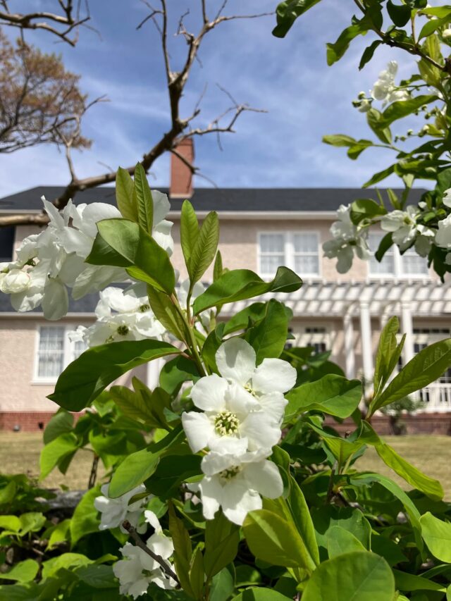 ブログ「記念館スタッフのひとり言」を更新しました。
　タイトル「利休梅」
#高碕記念館 #ヴォーリズ建築 #国登録有形文化財 #企画展 #ブログ更新 #無料 #予約　 #展示 #宝塚市 #雲雀丘花屋敷　#利休梅　#オープンガーデンフェスタ