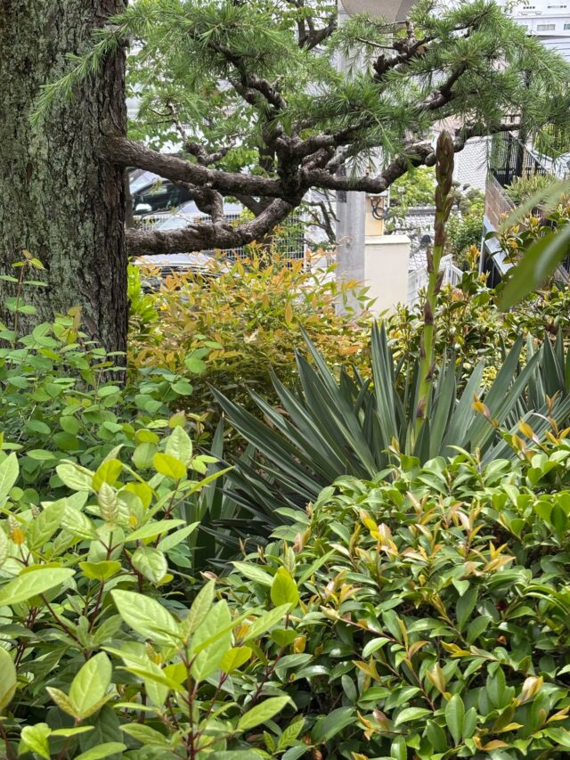 本日24日のアツバキミガヨランです。松の木の枝のところまで伸びました。成長が早いですね。

#アツバキミガヨラン　#高碕記念館 #国登録有形文化財 #ヴォーリズ建築
#雲雀丘花屋敷 #宝塚市