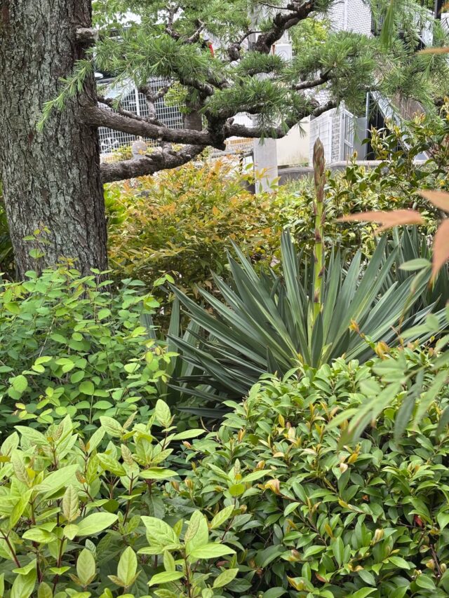 本日、4月22日(水)の様子です。

4月18日(土)に花茎の成長を確認した高碕記念館のアツバキミガヨラン。まだ数日ですが、花茎がずいぶん伸びています。

#アツバキミガヨラン　#高碕記念館　#お庭 #公開　#宝塚市　#国登録有形文化財　#ヴォーリズ建築