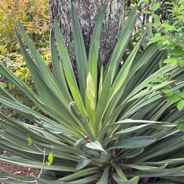 アツバキミガヨラン？
咲きそうです。

#高碕記念館 #オープンガーデン #宝塚市 #ヴォーリズ建築 #国登録有形文化財 #アツバキミガヨラン