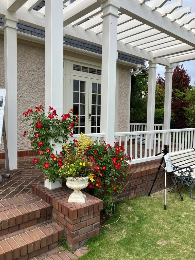 つるバラがきれいな季節になりました。
アツバキミガヨランもかなり成長しました。

#アツバキミガヨラン　#高碕記念館 
#国登録有形文化財 #ヴォーリズ建築
#雲雀丘花屋敷 #宝塚市 #つるバラ
#アツバキミガヨラン