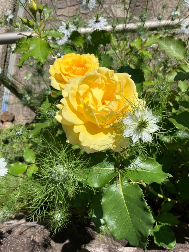 オープンガーデンフェスタ2日目。
色とりどりの花が咲いています。ぜひお越しください。

本日はご予約なしで建物内をご見学いただけます。

#オープンガーデン  #宝塚市　#高碕記念館　#ヴォーリズ建築  #国登録有形文化財