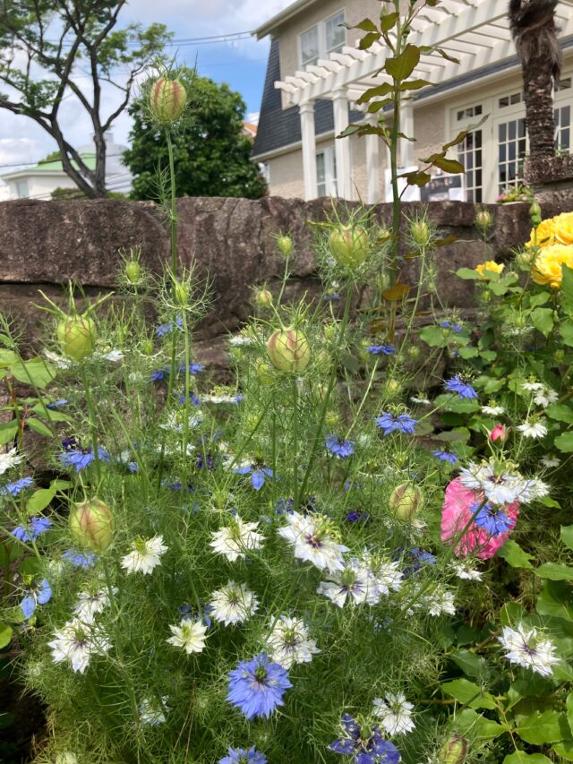 ブログ「記念館スタッフのひとり言」を更新しました。
　タイトル「ニゲラ」

#高碕記念館 #ヴォーリズ建築 #国登録有形文化財 #宝塚市 #ニゲラ #お庭 #公開 #無料 #雲雀丘花屋敷 #阪急宝塚線