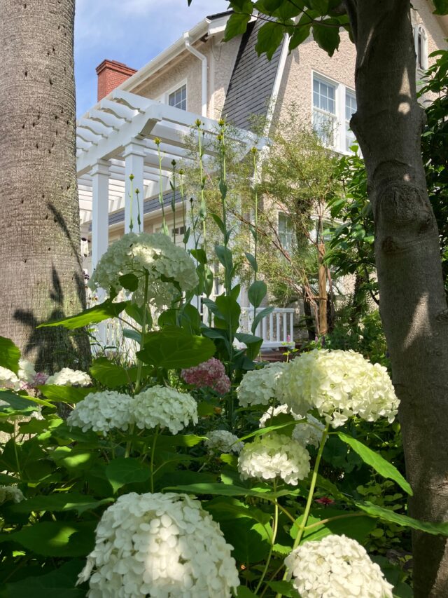 ブログ「記念館スタッフのひとり言」を更新しました。
　タイトル「紫陽花（アジサイ）」

#紫陽花 #アジサイ #高碕記念館 #国登録有形文化財 #ヴォーリズ建築 #宝塚市 #雲雀丘花屋敷 #徒歩7分 #無料